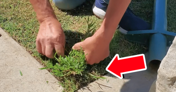 Say Goodbye to Crabgrass: Best Tips for a Weed-Free Lawn - picture 2