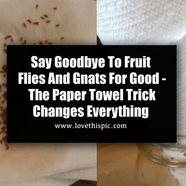 Say Goodbye To Fruit Flies And Gnats For Good - The Paper Towel Trick Changes Everything