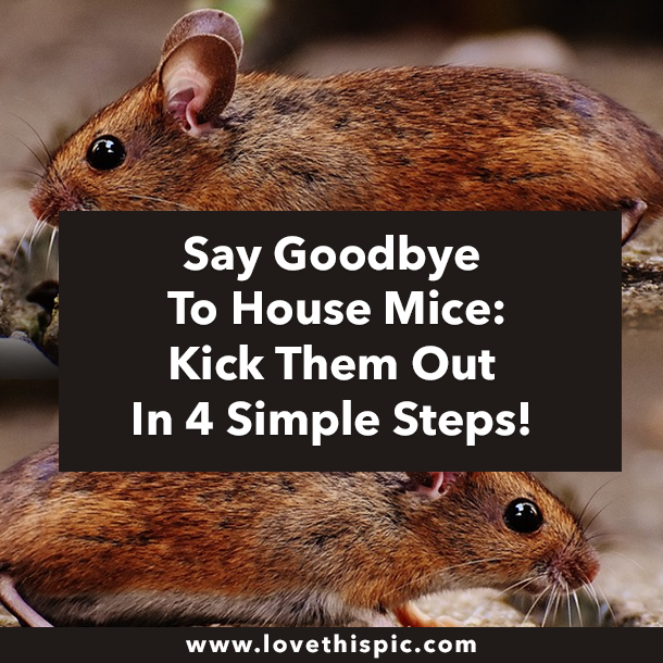 Say Goodbye To House Mice: Kick Them Out In 4 Simple Steps!