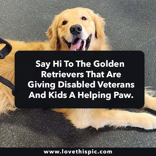 Say Hi To The Golden Retrievers That Are Giving Disabled Veterans And Kids A Helping Paw.