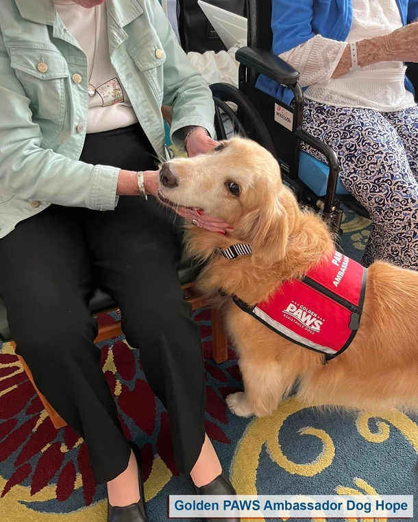 Say Hi To The Golden Retrievers That Are Giving Disabled Veterans And Kids A Helping Paw. - picture 2