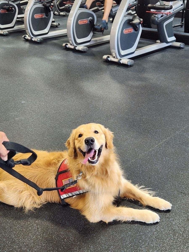 Say Hi To The Golden Retrievers That Are Giving Disabled Veterans And Kids A Helping Paw. - picture 3