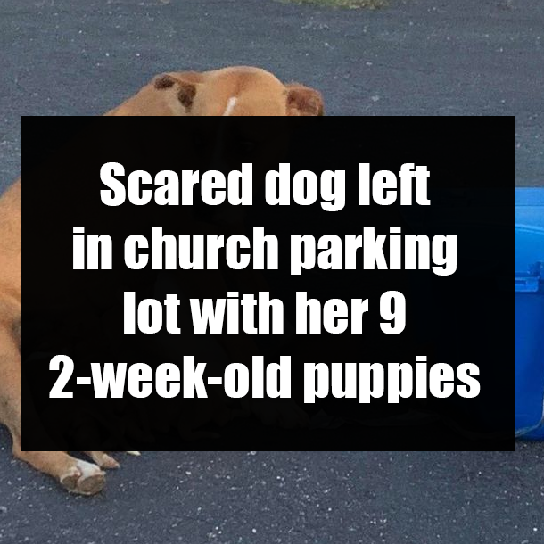 Scared dog left in church parking lot with her 9 2-week-old puppies