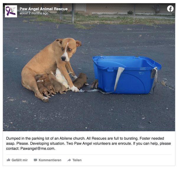 Scared dog left in church parking lot with her 9 2-week-old puppies - picture 2