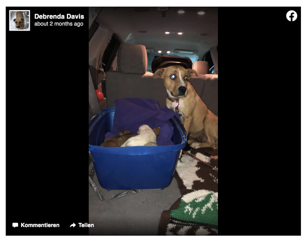 Scared dog left in church parking lot with her 9 2-week-old puppies - picture 3