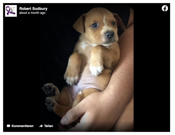 Scared dog left in church parking lot with her 9 2-week-old puppies - picture 4