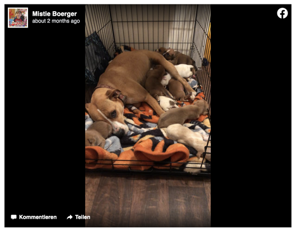 Scared dog left in church parking lot with her 9 2-week-old puppies - picture 5