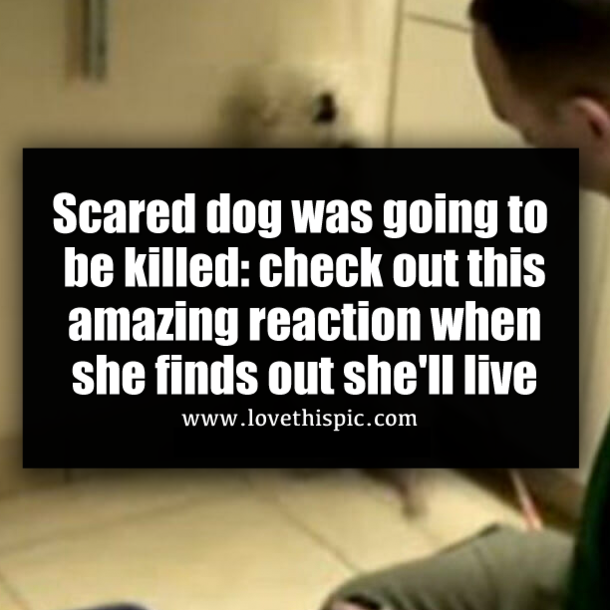 Scared dog was going to be killed: check out this amazing reaction when she finds out she'll live