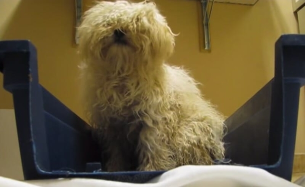 Scared dog was going to be killed: check out this amazing reaction when she finds out she'll live - picture 2