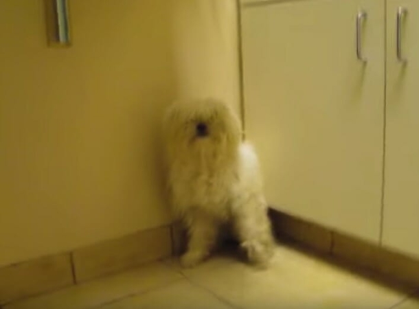 Scared dog was going to be killed: check out this amazing reaction when she finds out she'll live - picture 3