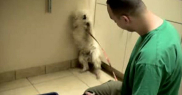 Scared dog was going to be killed: check out this amazing reaction when she finds out she'll live - picture 4