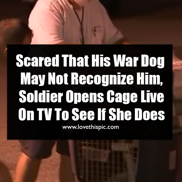 Scared That His War Dog May Not Recognize Him, Soldier Opens Cage Live On TV To See If She Does