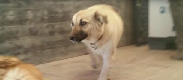 Scared That His War Dog May Not Recognize Him, Soldier Opens Cage Live On TV To See If She Does - picture 2