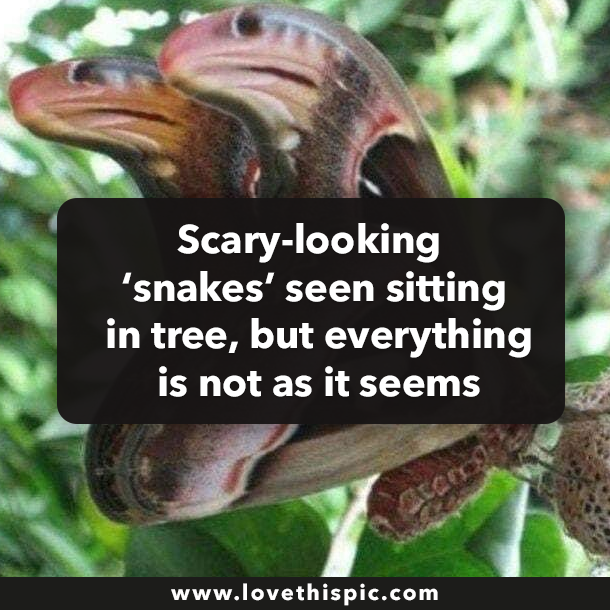 Scary-looking ‘snakes’ seen sitting in tree, but everything is not as it seems