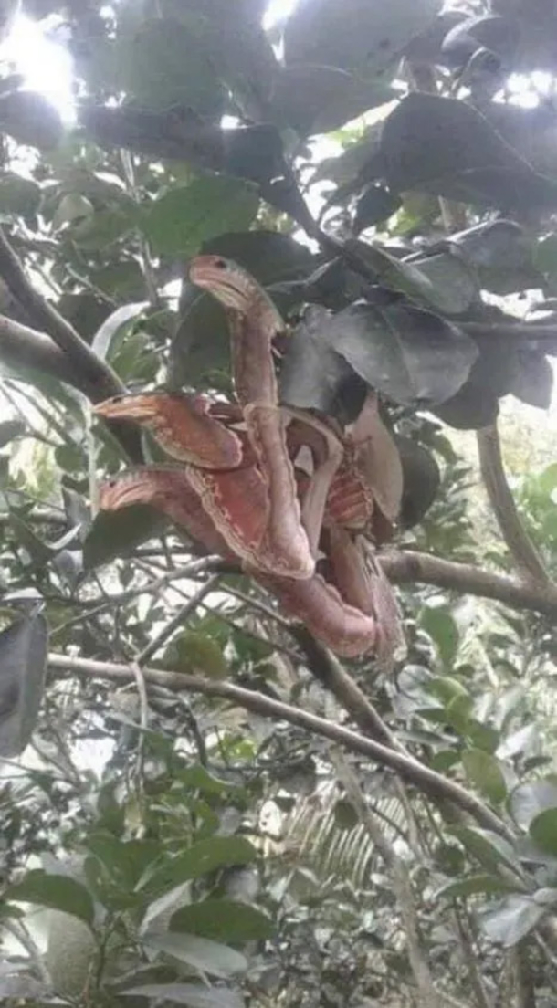 Scary-looking ‘snakes’ seen sitting in tree, but everything is not as it seems - picture 2
