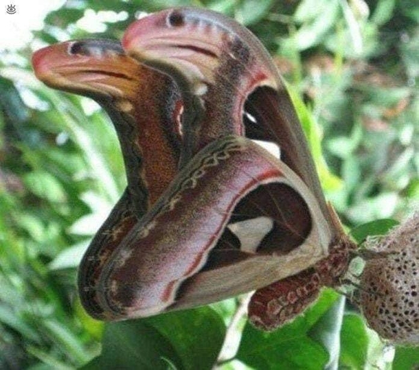 Scary-looking ‘snakes’ seen sitting in tree, but everything is not as it seems - picture 3