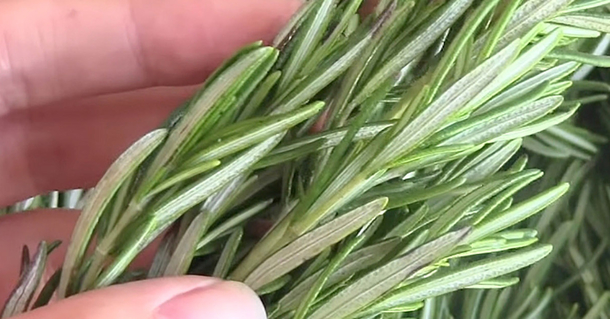 Scientists Discover Herb That Fights Dementia And Increases Memory By 75% - picture 2