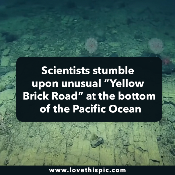 Scientists stumble upon unusual “Yellow Brick Road” at the bottom of the Pacific Ocean