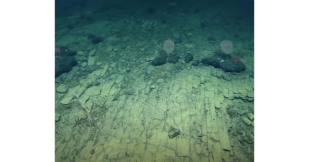 Scientists stumble upon unusual “Yellow Brick Road” at the bottom of the Pacific Ocean - picture 2