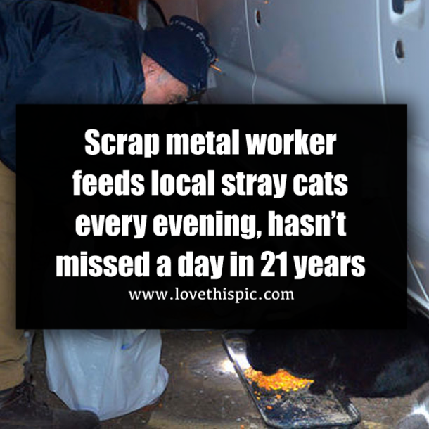 Scrap metal worker feeds local stray cats every evening, hasn’t missed a day in 21 years