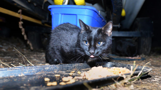 Scrap metal worker feeds local stray cats every evening, hasn’t missed a day in 21 years - picture 2