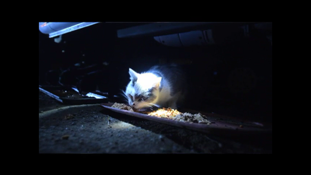 Scrap metal worker feeds local stray cats every evening, hasn’t missed a day in 21 years - picture 3