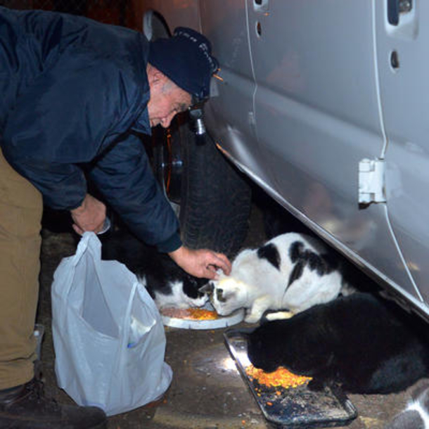 Scrap metal worker feeds local stray cats every evening, hasn’t missed a day in 21 years - picture 4