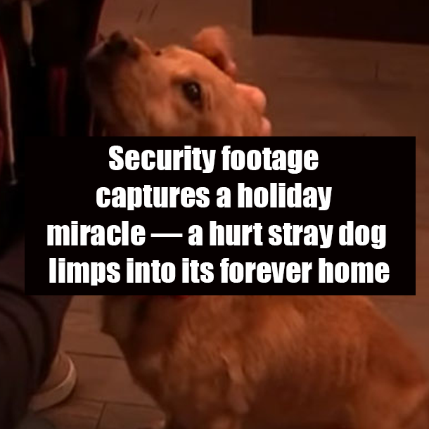 Security footage captures a holiday miracle — a hurt stray dog limps into its forever home