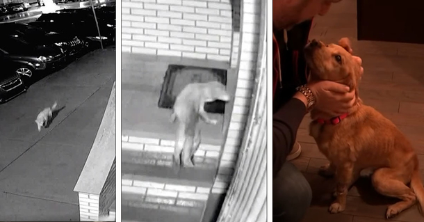 Security footage captures a holiday miracle — a hurt stray dog limps into its forever home - picture 2