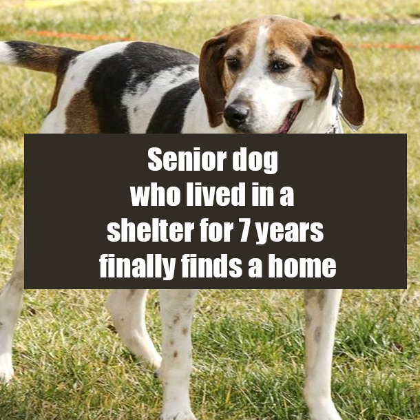 Senior dog who lived in a shelter for 7 years finally finds a home