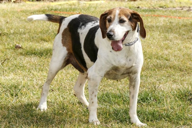 Senior dog who lived in a shelter for 7 years finally finds a home - picture 2