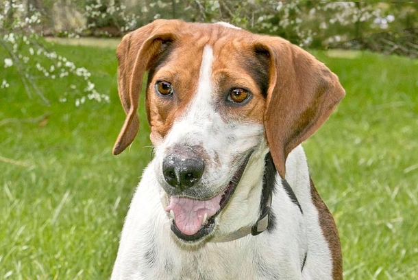 Senior dog who lived in a shelter for 7 years finally finds a home - picture 3