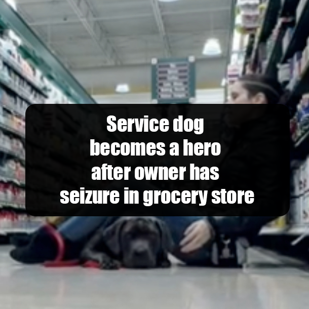 Service dog becomes a hero after owner has seizure in grocery store