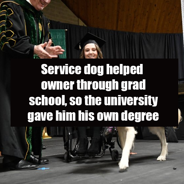 Service dog helped owner through grad school, so the university gave him his own degree