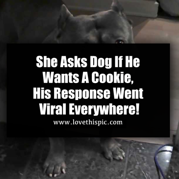 She Asks Dog If He Wants A Cookie, His Response Went Viral Everywhere!