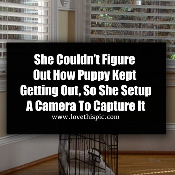 She Couldn’t Figure Out How Puppy Kept Getting Out, So She Setup A Camera To Capture It