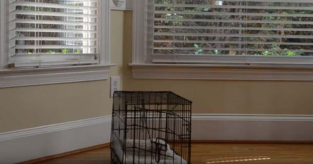 She Couldn’t Figure Out How Puppy Kept Getting Out, So She Setup A Camera To Capture It - picture 2