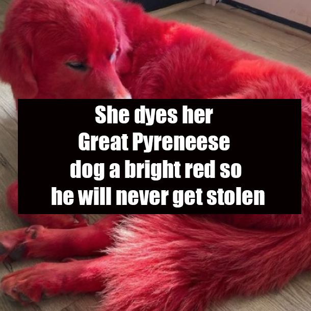 She dyes her Great Pyreneese dog a bright red so he will never get stolen