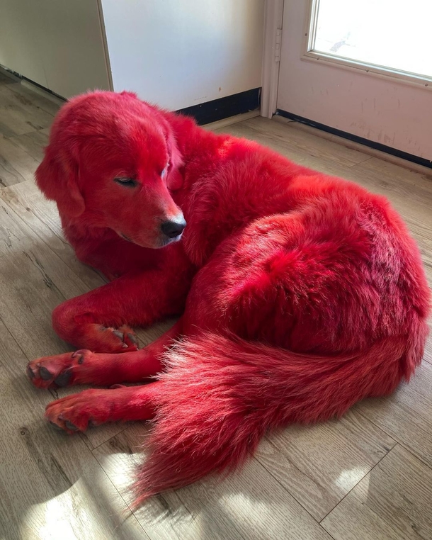 She dyes her Great Pyreneese dog a bright red so he will never get stolen - picture 2