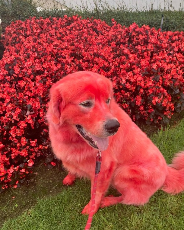 She dyes her Great Pyreneese dog a bright red so he will never get stolen - picture 3