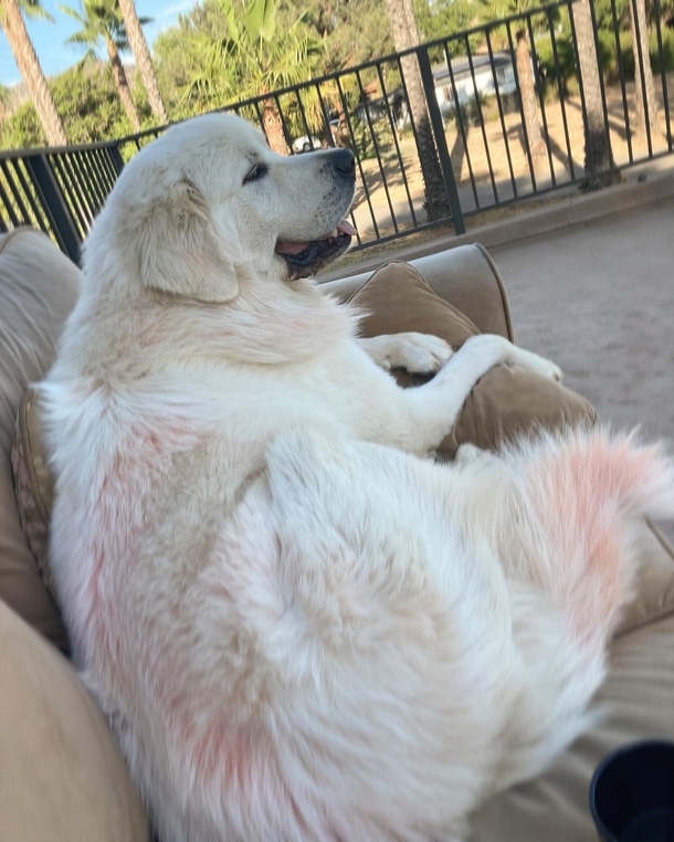 She dyes her Great Pyreneese dog a bright red so he will never get stolen - picture 4