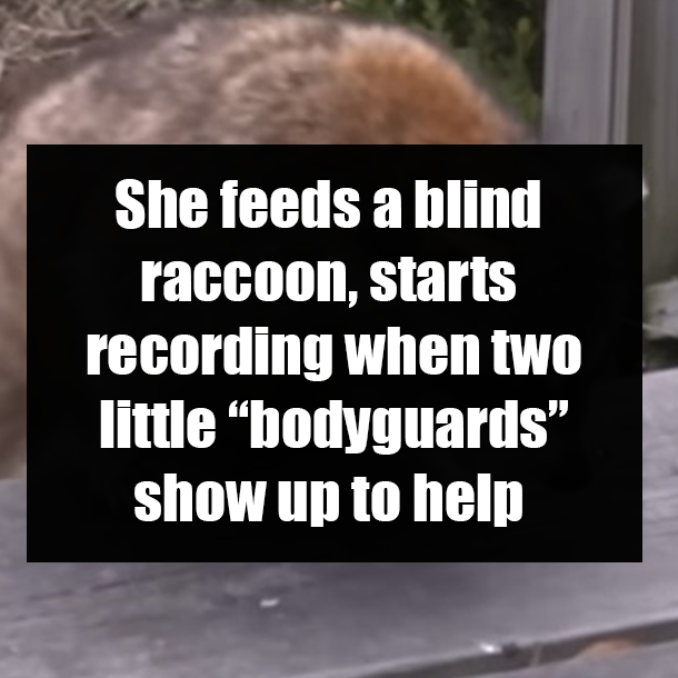 She feeds a blind raccoon, starts recording when two little “bodyguards” show up to help