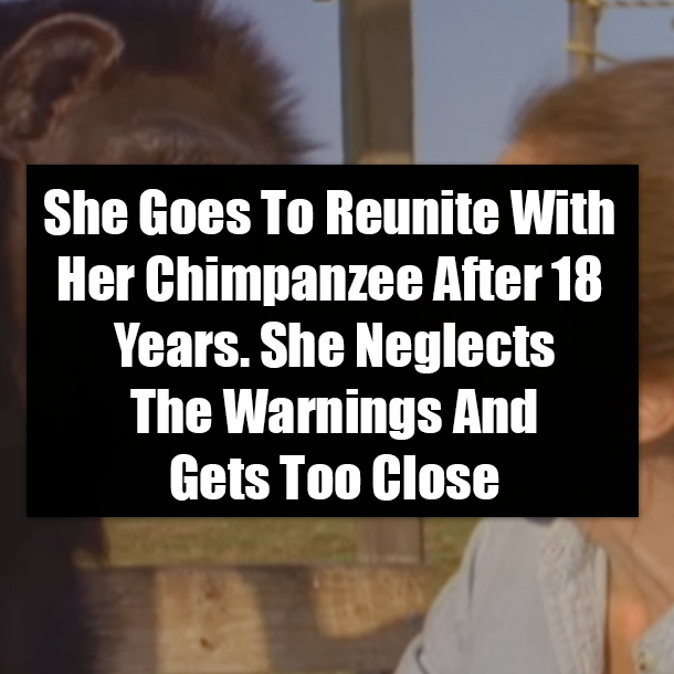 She Goes To Reunite With Her Chimpanzee After 18 Years. She Neglects The Warnings And Gets Too Close