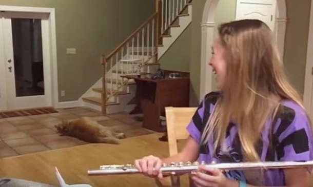 She Keeps Trying To Practice Her Flute, However Its Her Dog That Has The Entire Internet Rolling - picture 3