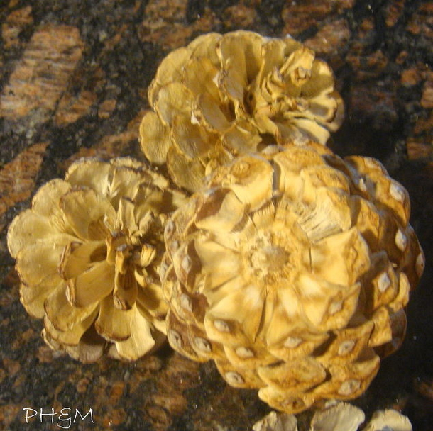 She Pours Bleach Over Her Pinecones And Soaks Them Overnight. The End Result Is Beautiful Fall Table Decor - picture 5
