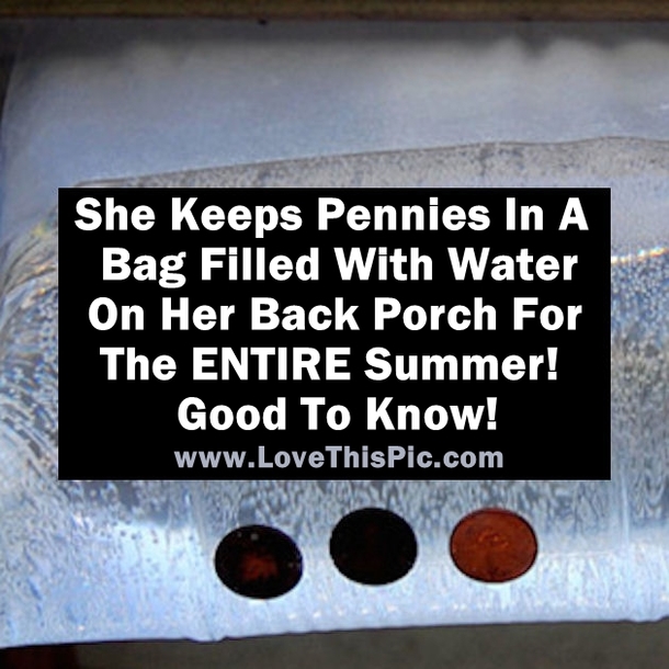 She Put Pennies In A Bag Filled With Water On Her Back Porch For The ENTIRE Summer! Good To Know!