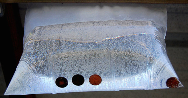 She Put Pennies In A Bag Filled With Water On Her Back Porch For The ENTIRE Summer! Good To Know! - picture 3
