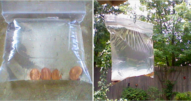 She Put Pennies In A Bag Filled With Water On Her Back Porch For The ENTIRE Summer! Good To Know! - picture 4