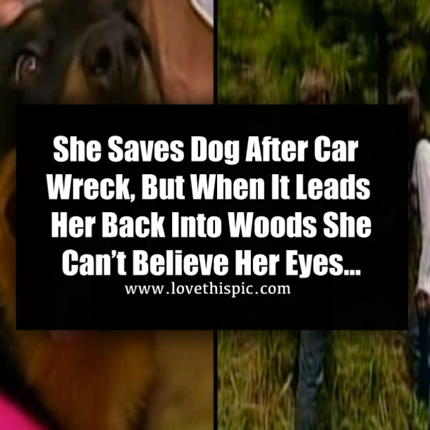 She Saves Dog After Car Wreck, But When It Leads Her Back Into Woods She Can’t Believe Her Eyes…