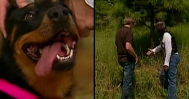 She Saves Dog After Car Wreck, But When It Leads Her Back Into Woods She Can’t Believe Her Eyes… - picture 2
